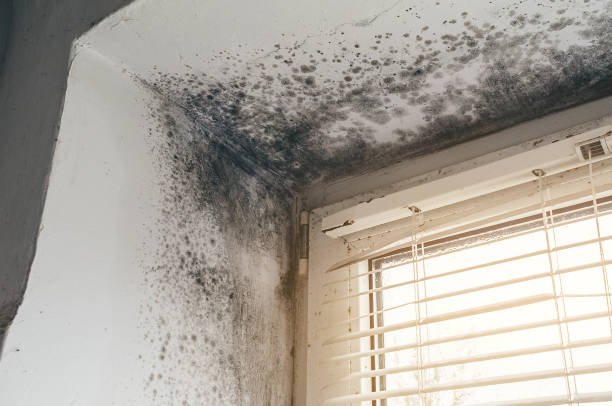 Trusted Attic Mold Removal service in Englishtown, NJ - Cheap Mold Removal