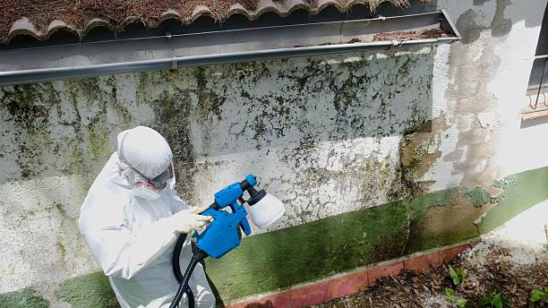 Trusted Mold Inspection service in Englishtown, NJ - Cheap Mold Removal
